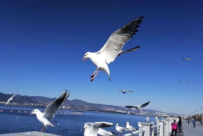 滇池海埂大坝