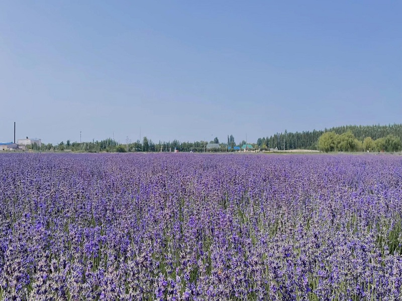 伊帕尔汗衣草基地