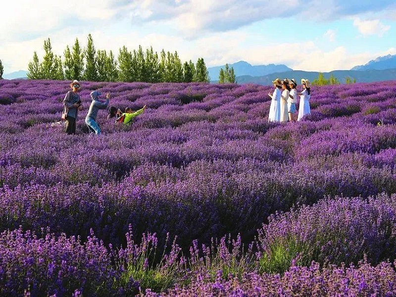 薰衣草园